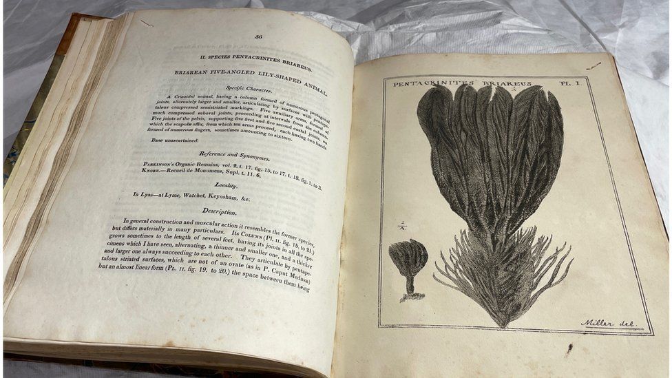 Book once owned by Mary Anning, open to a page showing a drawing of a fossil