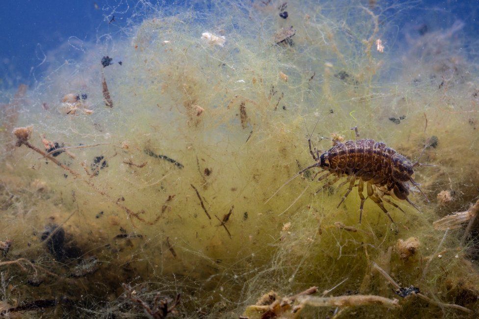 A pond slater found in a clump of algae in Straiton pond in Midlothian.