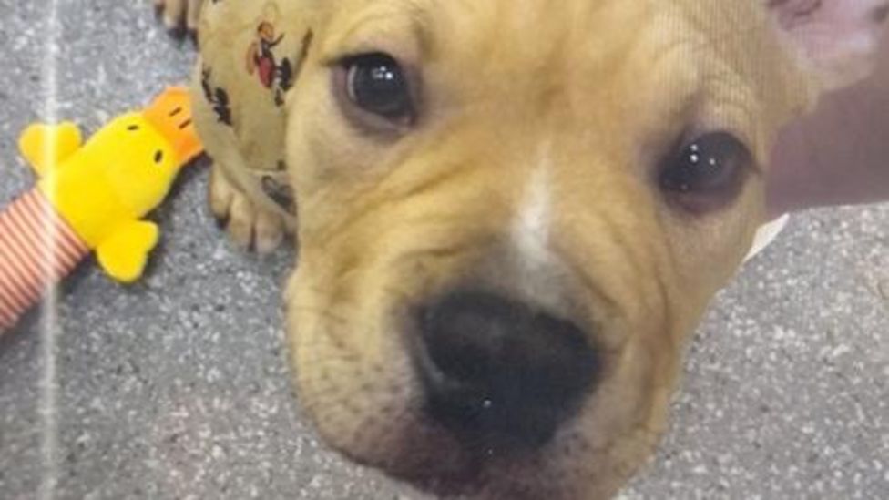 Police appeal to locate puppy stolen in Eyres Monsell BBC News(01)