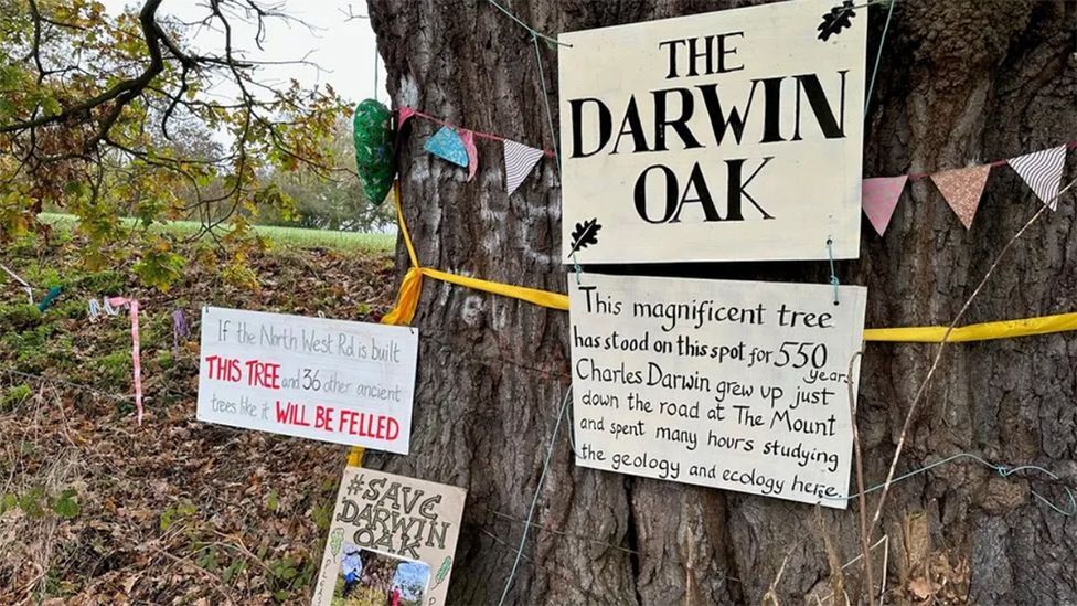 The trunk of the Darwin Oak in Shrewsbury has placards pinned to it protesting about plans to cut it down to build a road. One of the placards reads 'this magnificent tree has stood on this spot for 550 years. Charles Darwin grew up just down the road at The Mount and spent many hours studying the geology and ecology here.