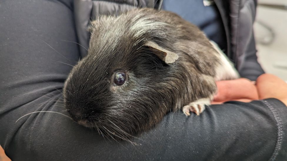 Guinea pigs found abandoned in Woodthorpe churchyard - BBC News