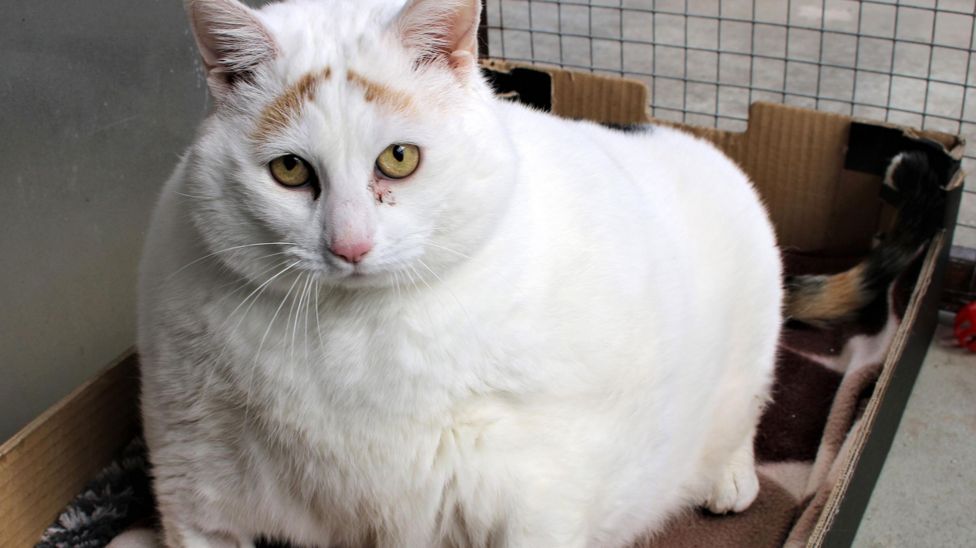 Bridgend: The obese cat who's lost more than half its bodyweight - BBC News