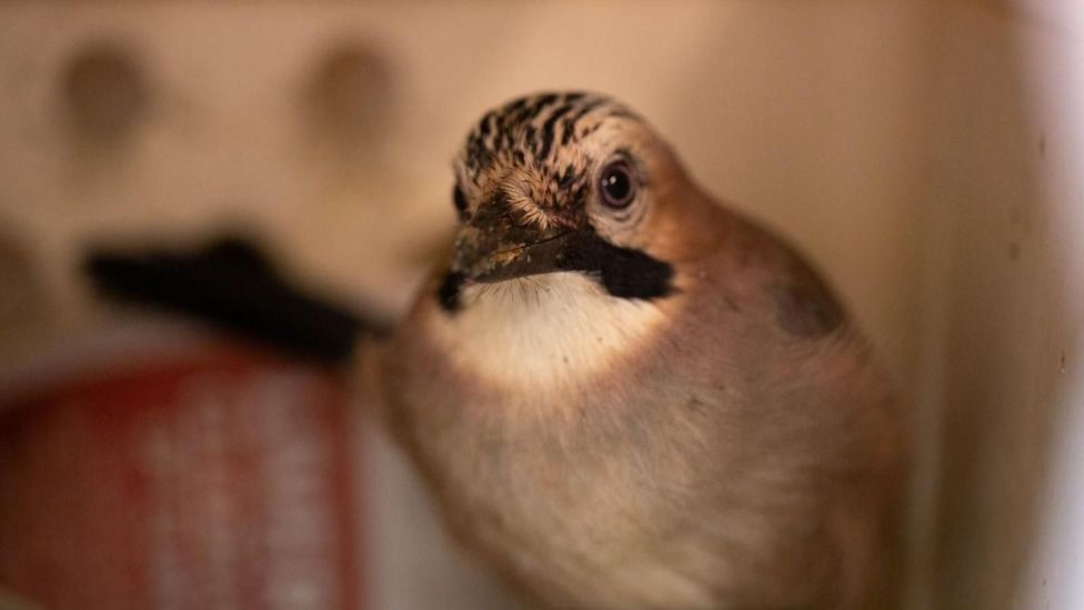 Woking: Rspca Rescues Bird Caught In Fishing Litter - Bbc News