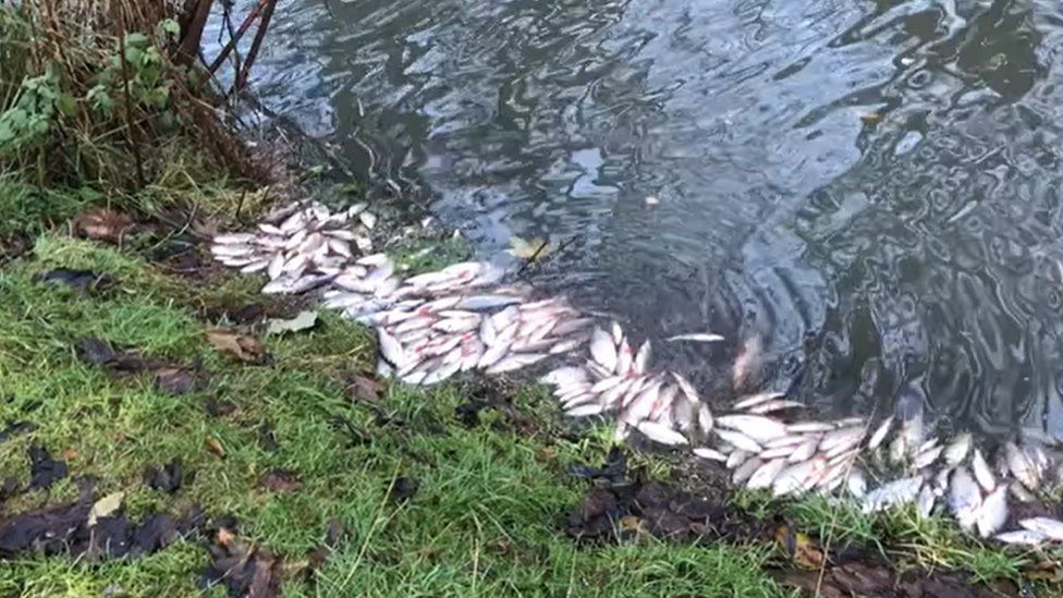 Dead fish on the banks of River Nene