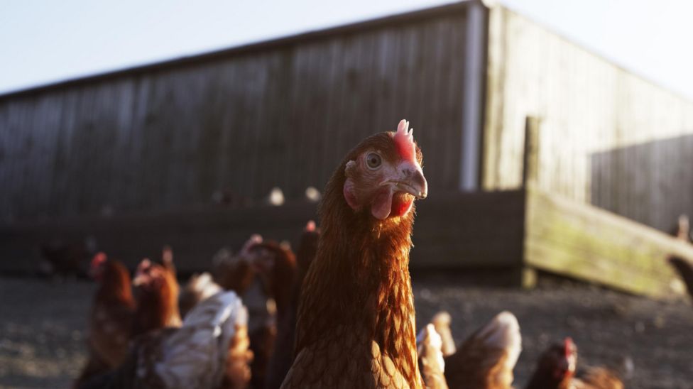 Bird Flu: Irish Farmers Ordered To Keep Flocks Indoors - BBC News