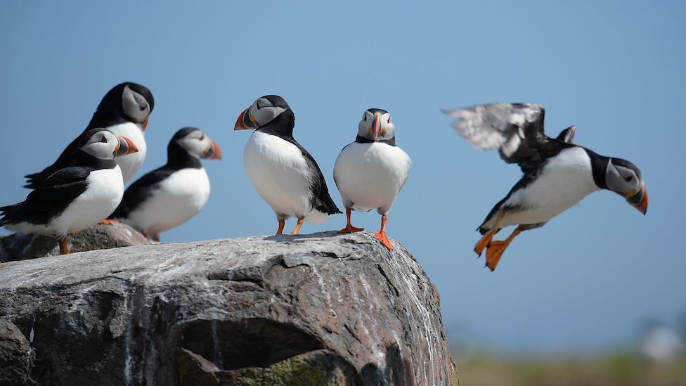 A group of puffins sitting on top of a rocky outcrop on the Farne Islands