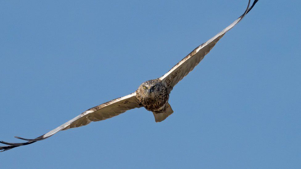 A cream and brown speckled marsh harrier flying across a blue sky