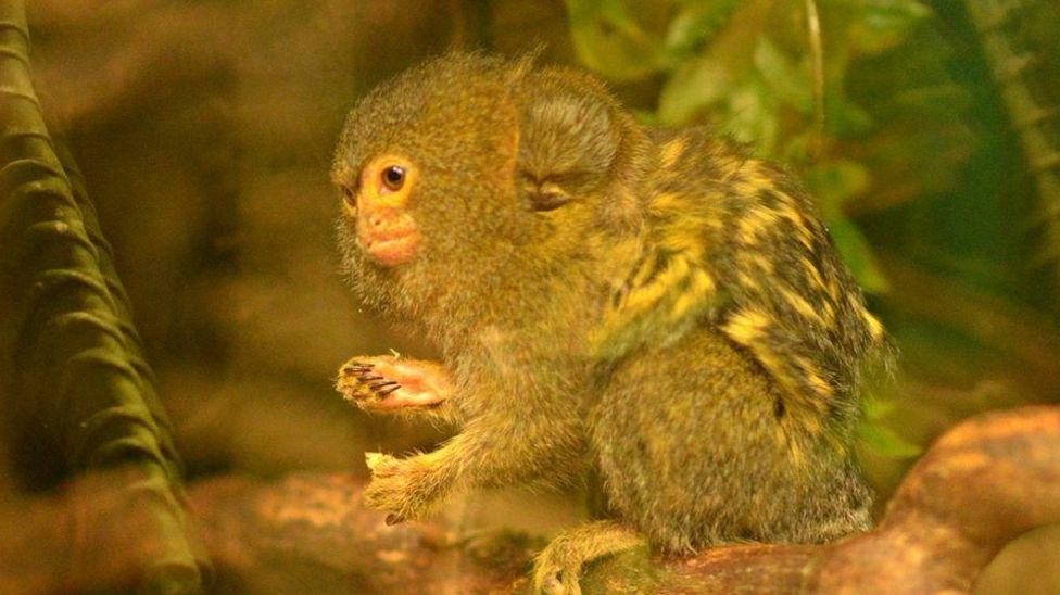 Tiny endangered baby monkeys born at Telford zoo - BBC News