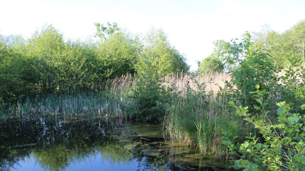 Pond with surrounding vegetation