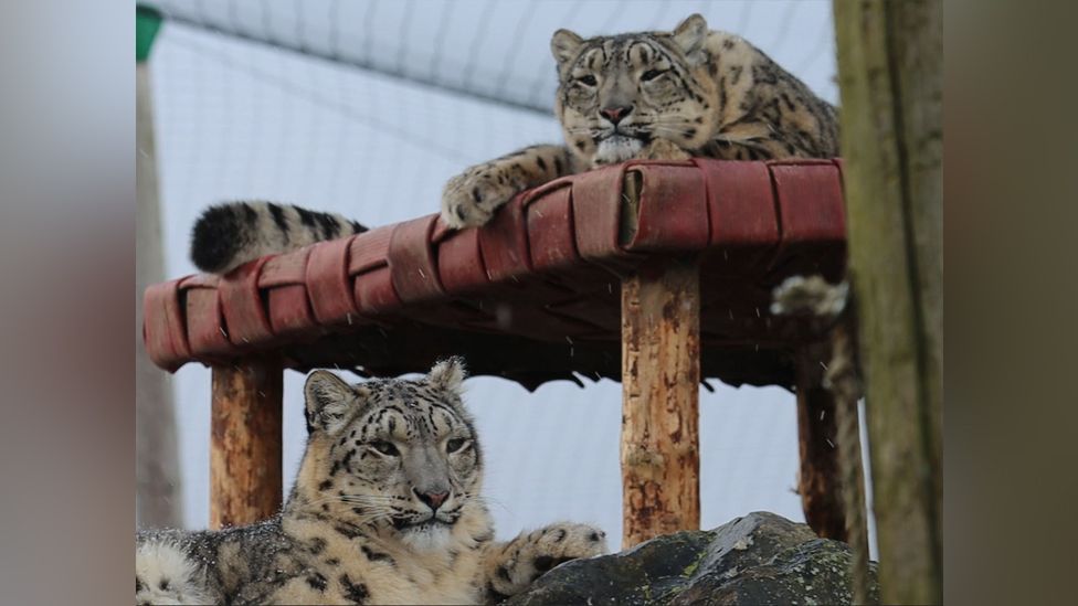 Karli and Nieva snow leopards