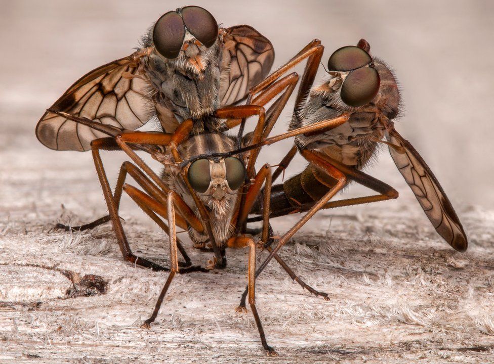 Three snipe flies found at Flanders Moss