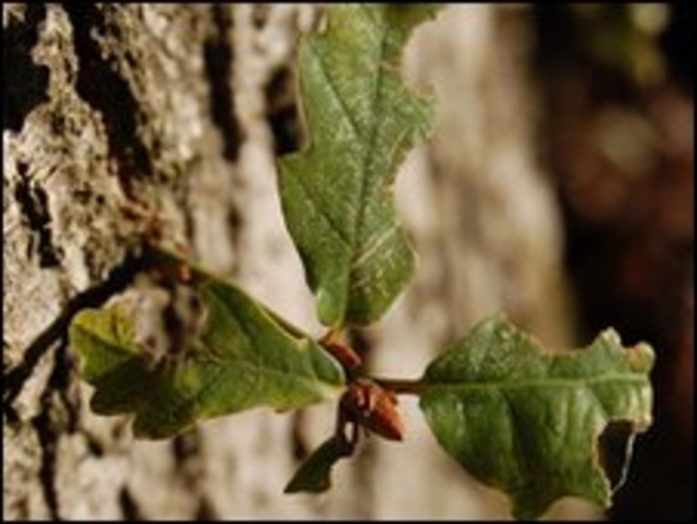 Oak disease 'threatens landscape' - BBC News