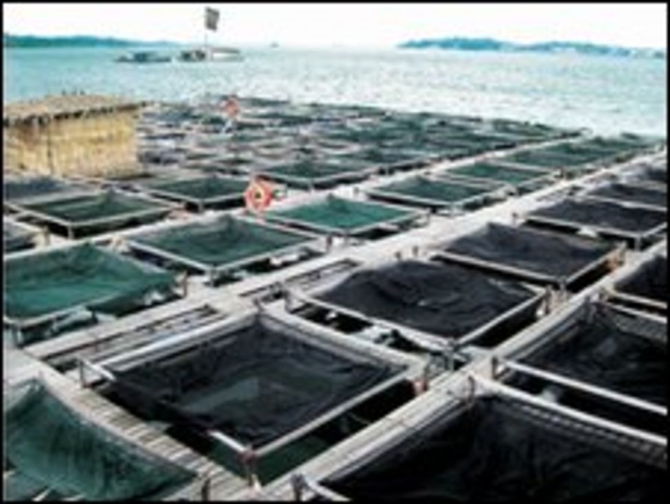 Farming fish in Singapore selfsufficiency drive BBC News