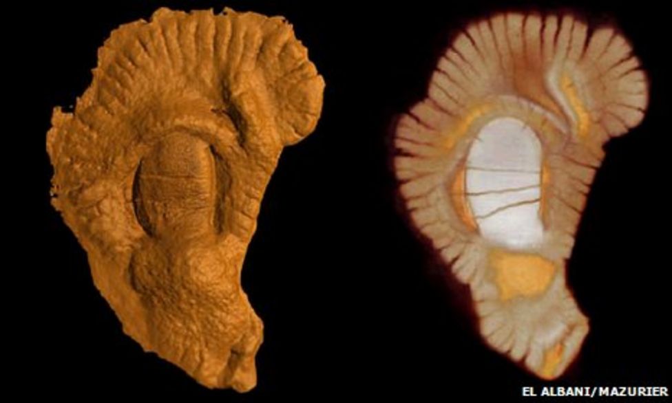 Cookie Shaped Fossils Point To Multicellular Life Bbc News 8630