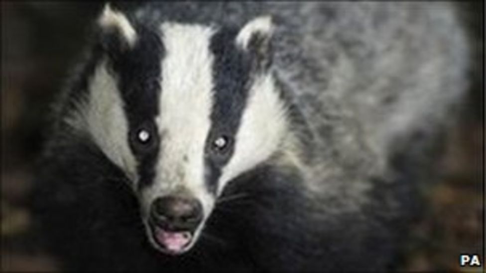 Welsh badger cull appeal legal bill of £57,000 BBC News