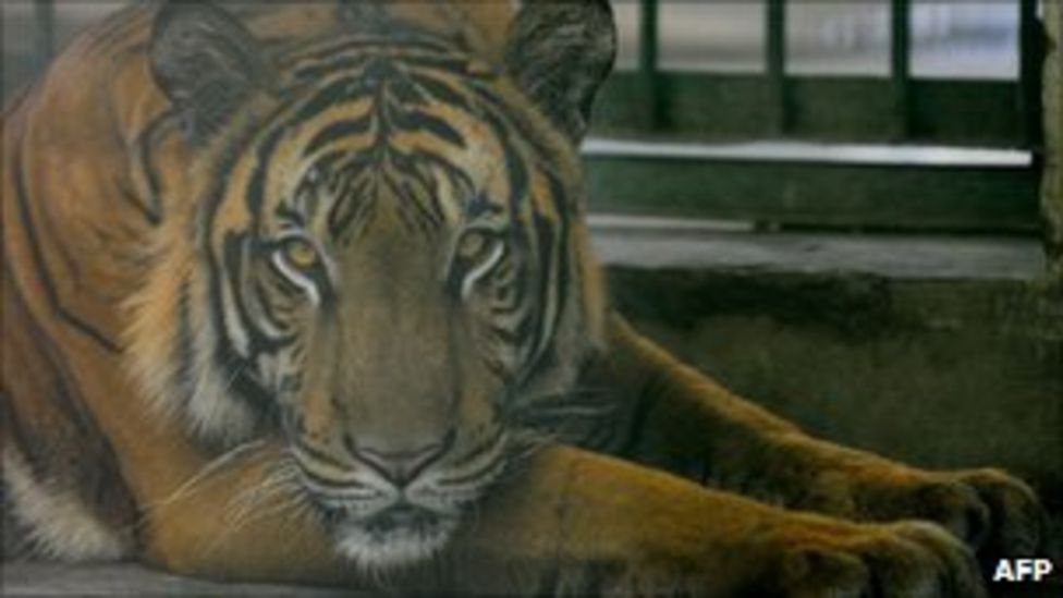 Escaped pet tiger found in South Africa BBC News