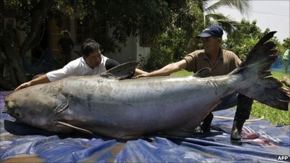 Giant Mekong catfish 'faces extinction' BBC News