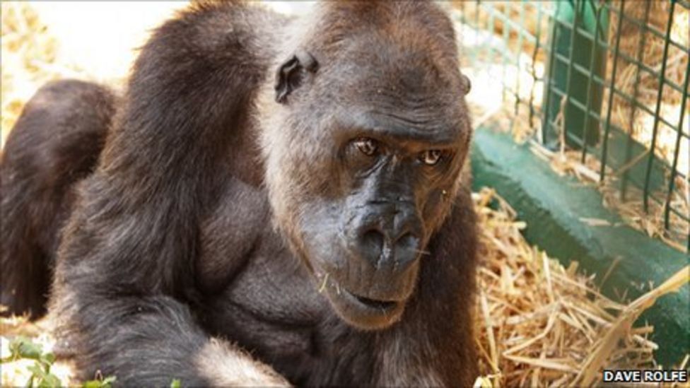 Gorilla celebrates 50th birthday at Howletts BBC News