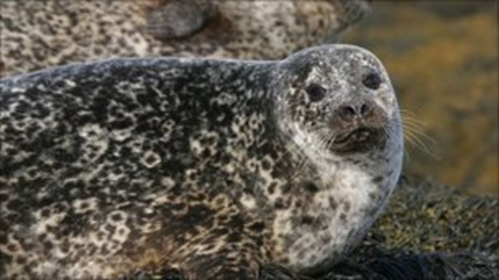 'Corkscrew' seal deaths probed BBC News