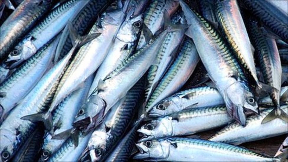 Why is Britain braced for a mackerel war? BBC News