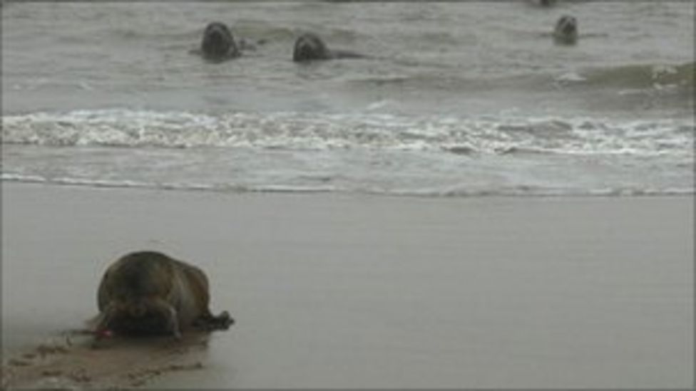 Clue to mysterious 'corkscrew' seal deaths BBC News