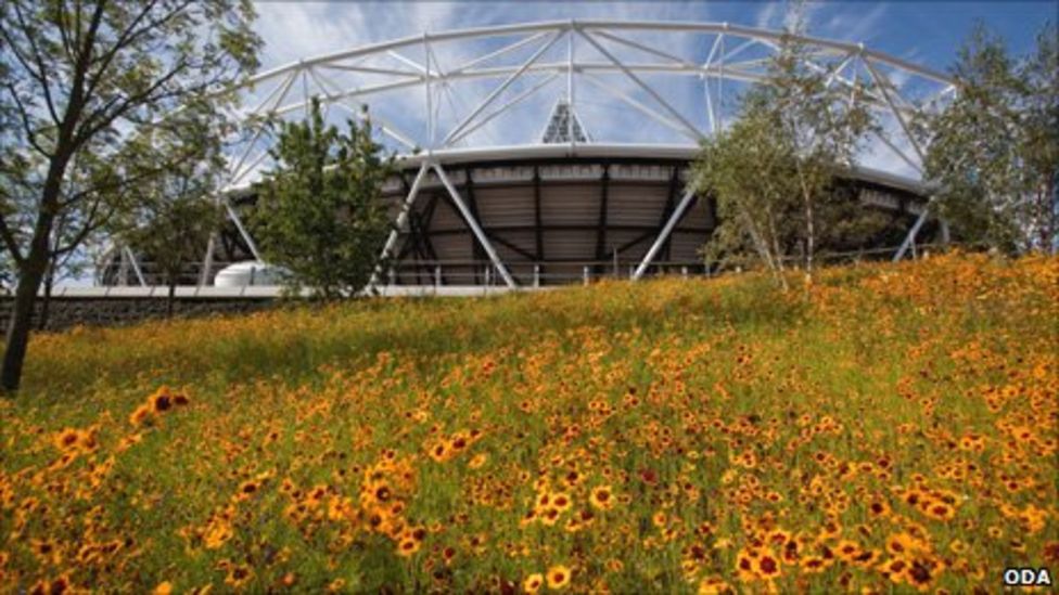 Wild flowers add golden hue to London Olympics meadow BBC News