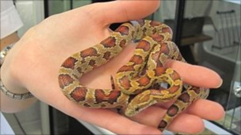 Homes sought for escaped snakes BBC News