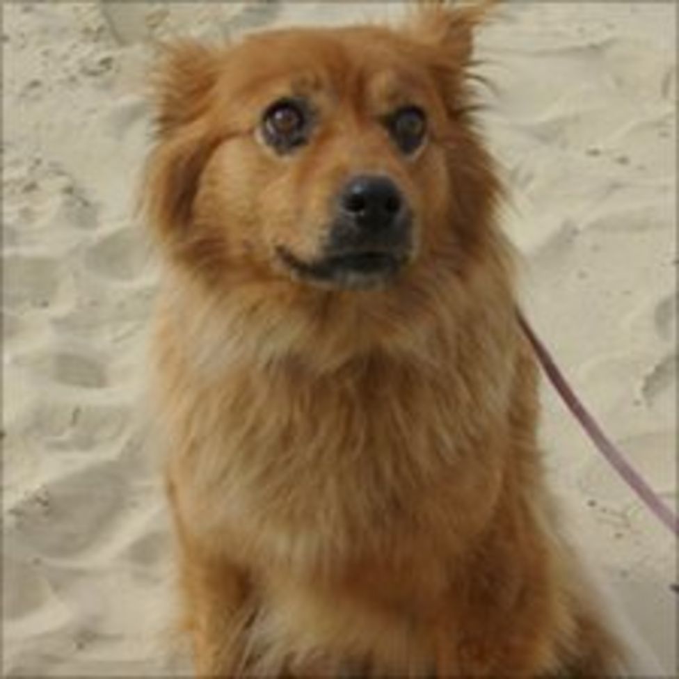 RSPCA start probe over CCTV 'dumped' Dorset dog Ginger BBC News