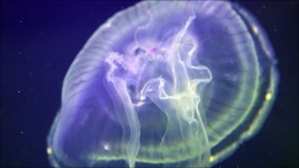 Jellyfish cells 'diagnose' cancer, York scientists say BBC News