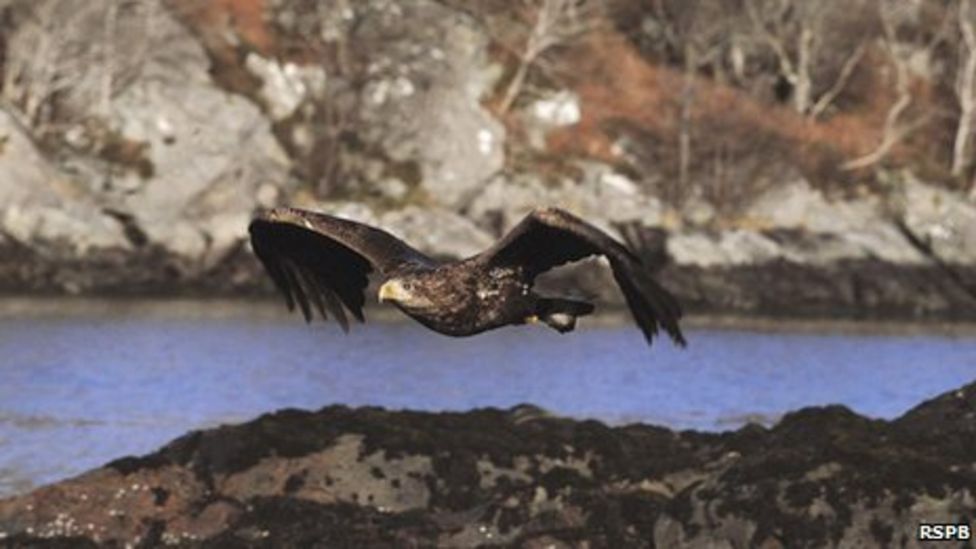 Young sea eagle numbers soaring in Scotland - BBC News