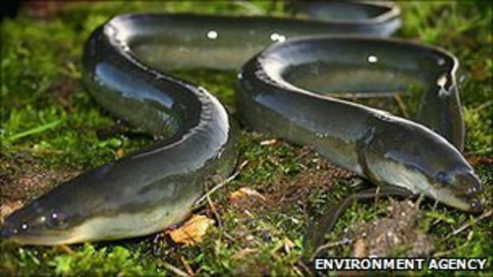 Eels numbers 'crash 70' in Welsh and English rivers BBC News