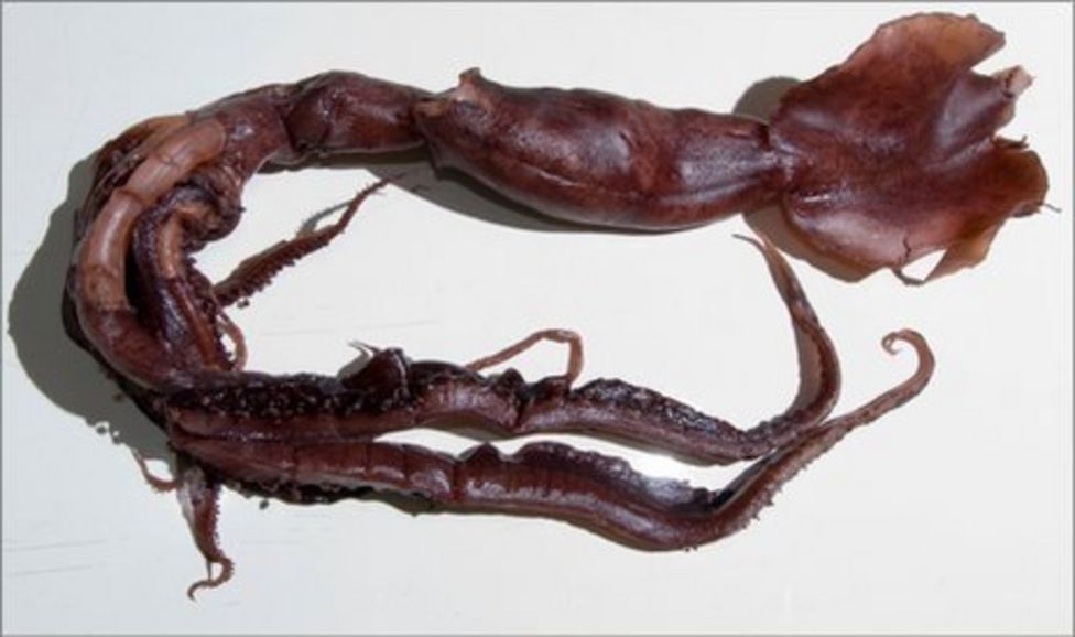 New large species of squid found - BBC News