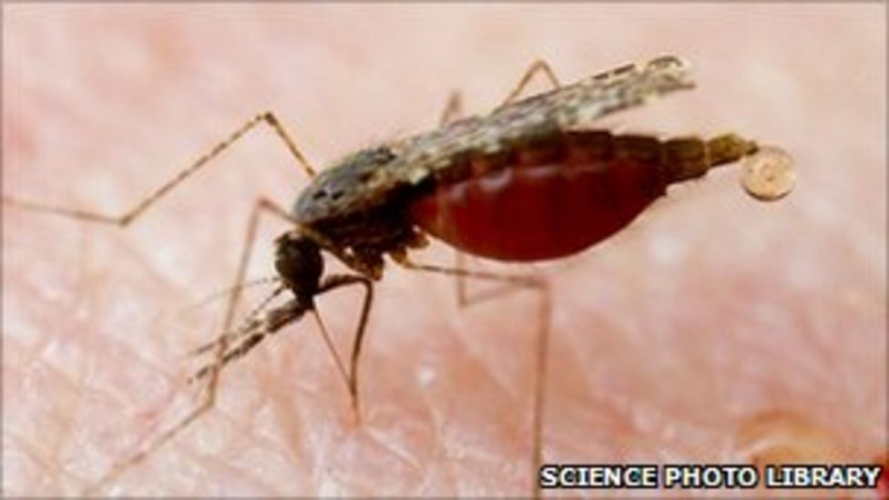 Malaria Vaccine Inside Look At First Human Trial Bbc News