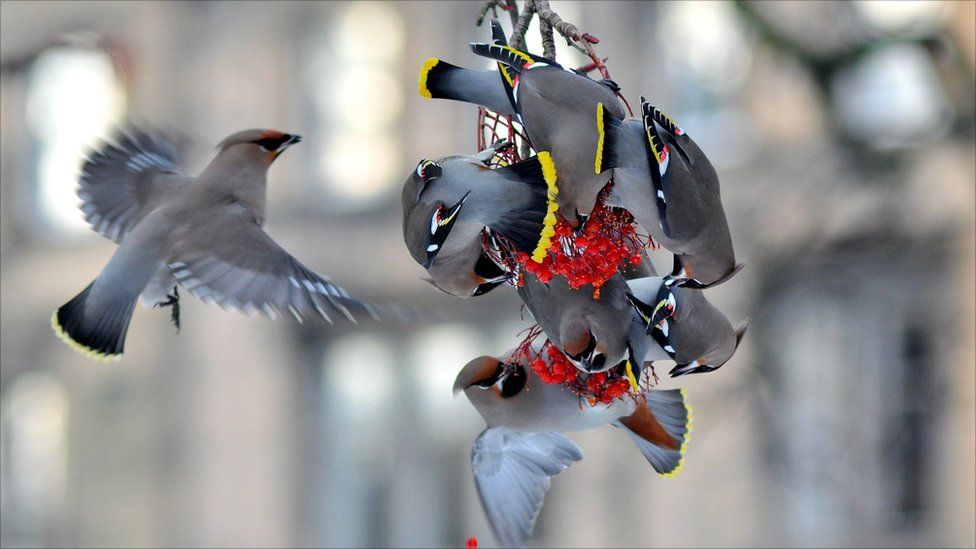 waxwings