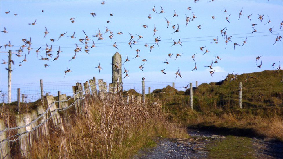 Linnets in flight