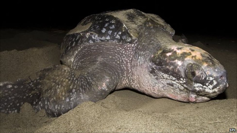 Leatherback turtles tracked on Atlantic 'danger' trips - BBC News