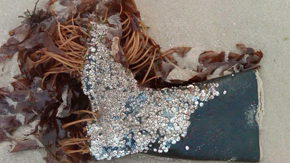 wellington boot lying on beach in seaweed