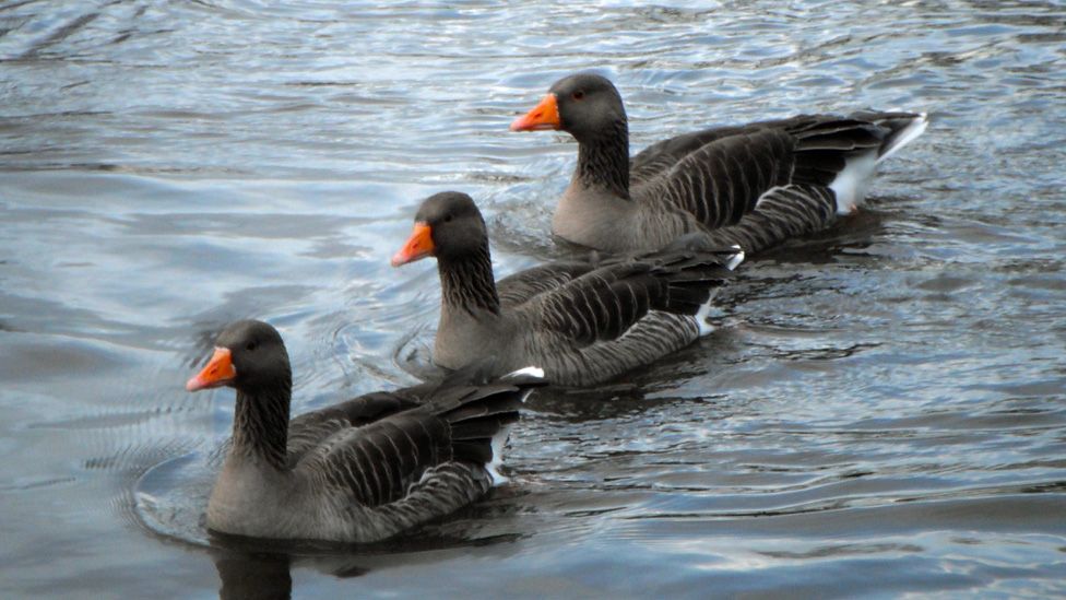 Three geese on water