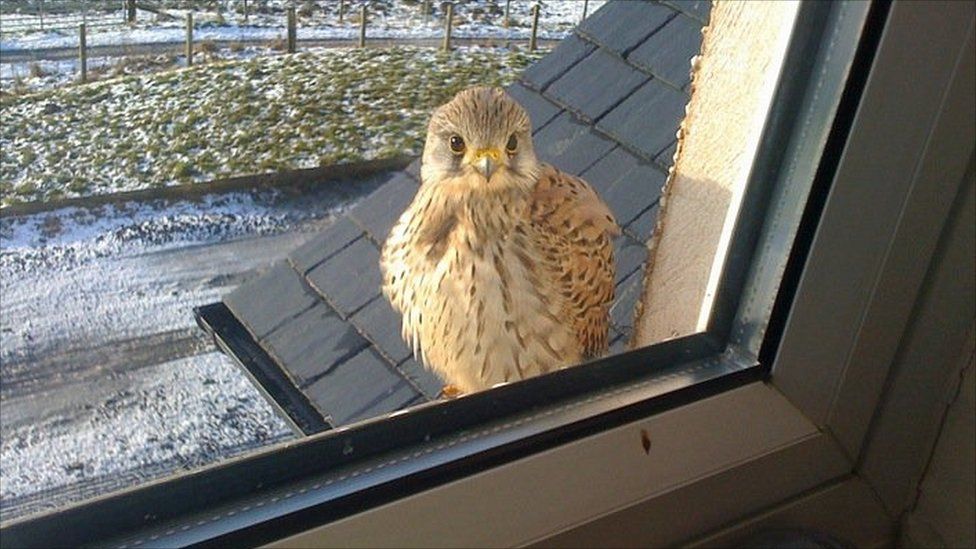 Bird of prey at window