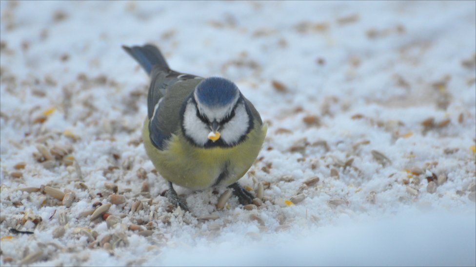 Blue tit in snow