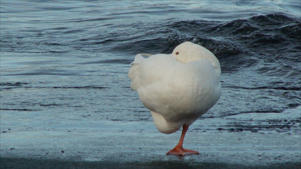 Goose on one leg