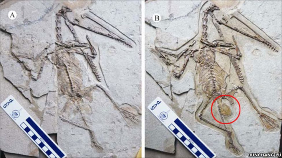 Fossil female pterosaur found with preserved egg BBC News