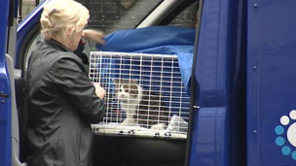 Larry the cat joins David Cameron in Downing Street BBC News
