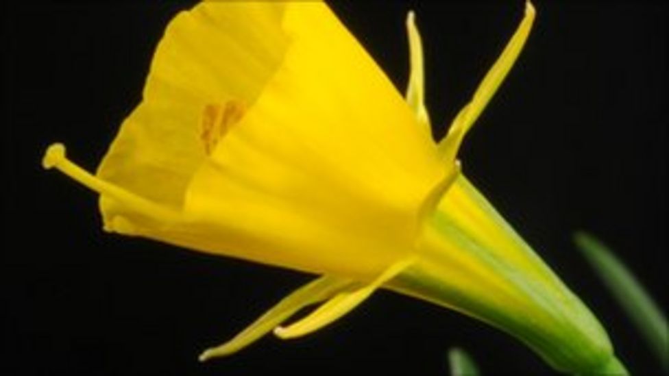 Oxford scientists say trumpets in daffodils are 'new organ' BBC News