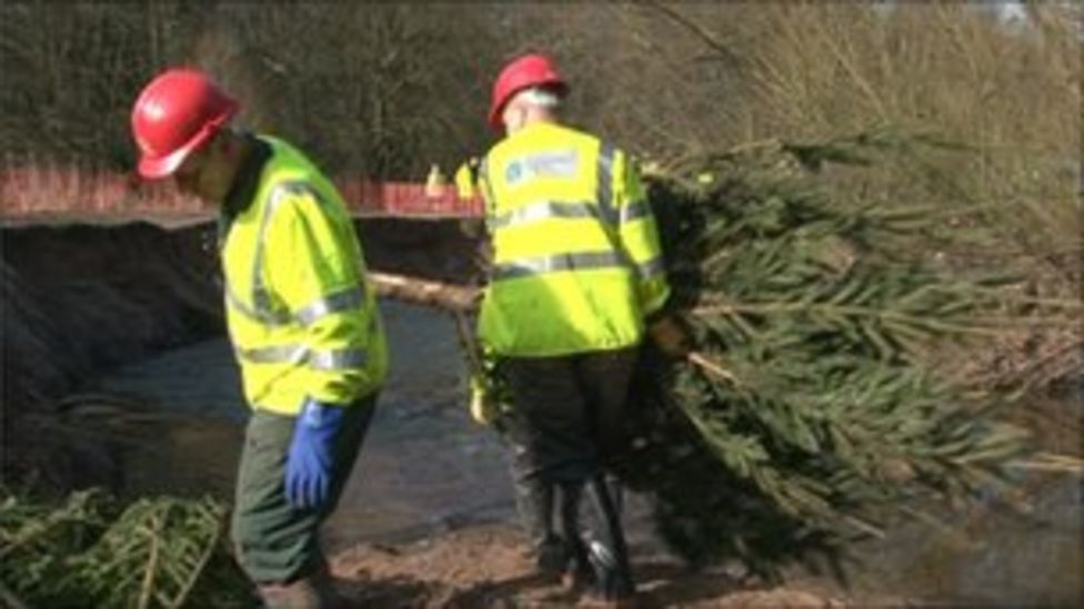 Christmas trees are 'shock absorbers' on Cheshire river BBC News