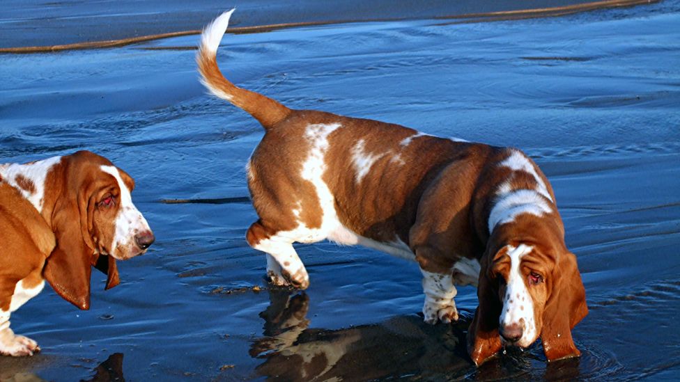 Basset hounds paddling in the sea