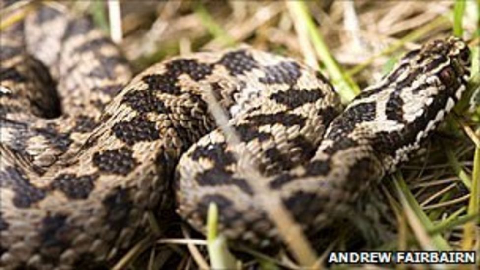Thousands of reptiles released in Wiltshire BBC News