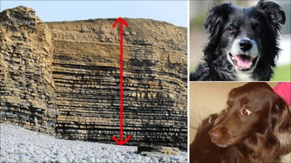 Dogs survive Southerndown 150ft cliff plunge BBC News