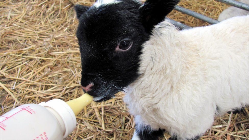 Lamb being bottle fed
