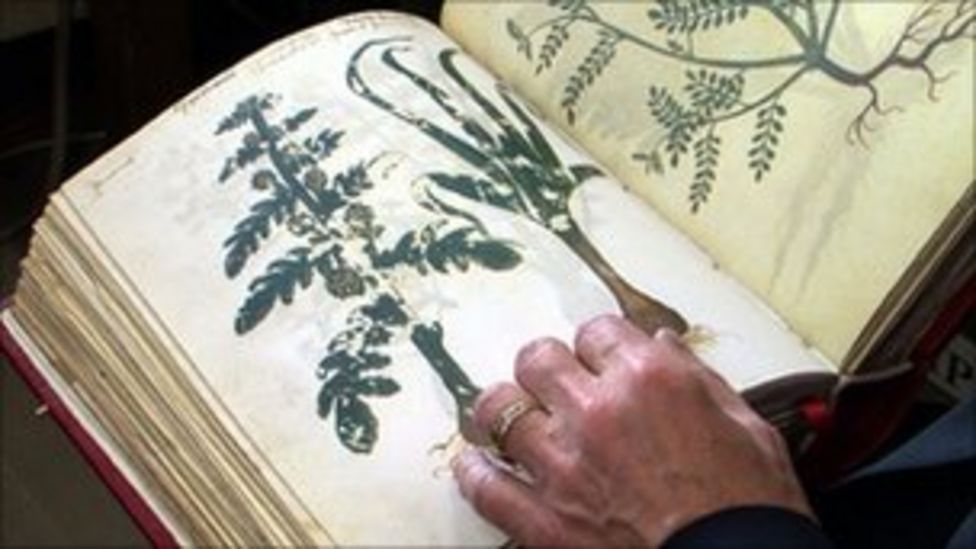 plants-found-in-ancient-pills-offer-medicinal-insight-bbc-news